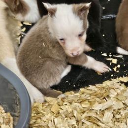 Lilac male - Lilac male Border Collie puppy in Paige, Texas from 3D Mini Dachounds