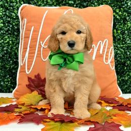 Leia's Green Boy - Cream male Goldendoodle puppy in Kountze, Texas from Texas Doodles LLC