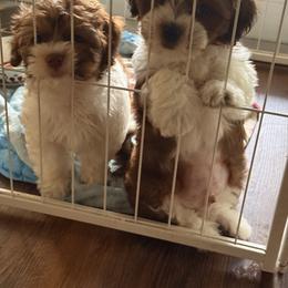 Goldendoodle and Shihpoo Puppies from Jenny La Bone