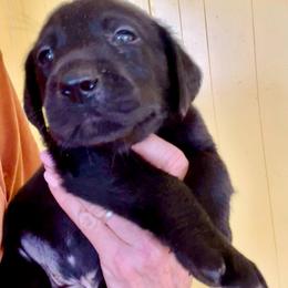 Shiloh - Black male Labrador Retriever puppy in Mineral, Virginia from Canine Assist