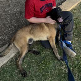 Basil (Dk. Green Collar) - Fawn male Belgian Malinois puppy in Woodway, Texas from New Beginning Belgians