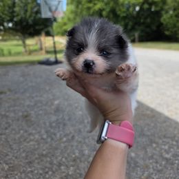 Peep - Blue parti female Pomeranian puppy in Chattanooga, Tennessee from Valley Poms