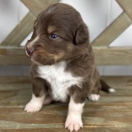 Boy 6 - Red tri-color male Australian Shepherd puppy in Volant, Pennsylvania from Addie's Aussies