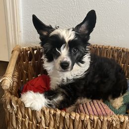 Turner - Black white and tan male Chinese Crested puppy in Venice, Florida from Crowned Chinese Cresteds