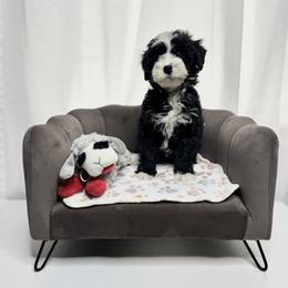 Brady Grey Collar Male - Black and white male Bernedoodle puppy in Peoria, Arizona from Wroth's Pawsibilities