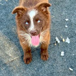 Tri male - Red tri male Miniature Australian Shepherd puppy in Lemon Cove, California from Magic Ranch Mini Aussies