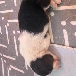 Boy 1 - Black and tan male Companion Cross puppy in Yucca Valley, California from Oasis Companion Canines