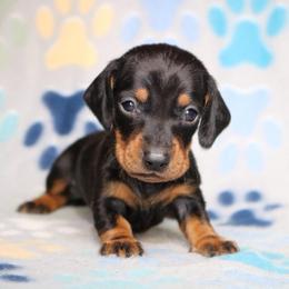 Black and Tan Female - Black and tan female Dachshund puppy in Red Bud, Illinois from Midwest Miniature Dachshunds