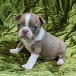 Bingo - Lilac male Boston Terrier puppy in Perry, Oklahoma from Sitsler Bostons