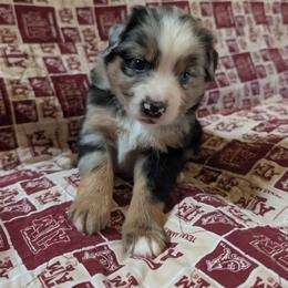 Onyx - Blue merle male Miniature Australian Shepherd puppy in Crockett, Texas from Pleasant Grove Aussies