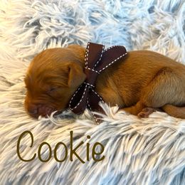 Cookie - Dark golden female Golden Retriever puppy in Moses Lake, Washington from Dune Lakes Goldens