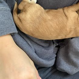 Cockapoo Puppies from ApplebyFarm