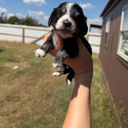 Socks - Black and cream male Dachshund puppy in Nashville, Arkansas from Cuddles n Curls