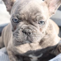 French Bulldogs from 307 Frenchies