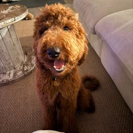 Tbd - Poodle