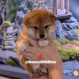 MOMO - Red female Shiba Inu puppy in Minnesota from BonsaiShibas