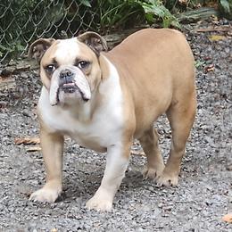 Peaches - Bulldog