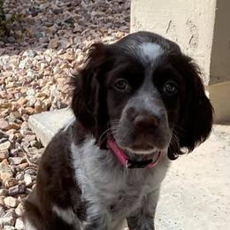 English Springer Spaniels from Sundance Family Springers