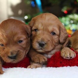 Australian Labradoodle Puppies from Cornerstone Labradoodles