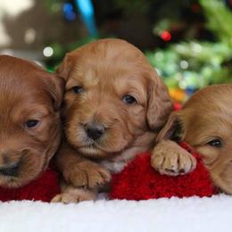 Australian Labradoodle Puppies from Cornerstone Labradoodles