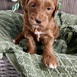 Goldendoodle Puppies from Abidoodles Florida