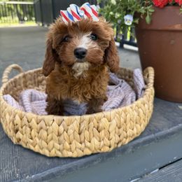 Faith - Red female Cavapoo puppy in Bozrah, Connecticut from Cedar Creek Farm