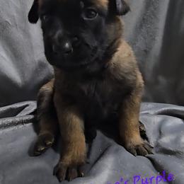Teeze's Purple - Mahogany female Belgian Malinois puppy in Berry, Alabama from North River k9