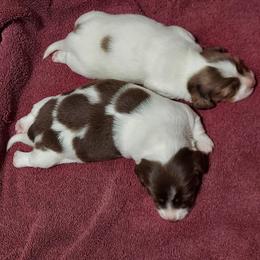 Dachshund puppies from Rudicel Dachshunds