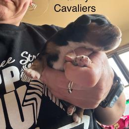 Black - Black and tan male Cavalier King Charles Spaniel puppy in Greenleaf, Wisconsin from Ledgetop Family Cavaliers