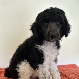 Poodle Puppies from Paddock's Purebred Poodles