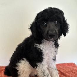 Poodle Puppies from Paddock's Purebred Poodles