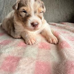Clover - Red merle male Australian Shepherd puppy in Worcester County, Massachusetts from O’Kejas  Kennel