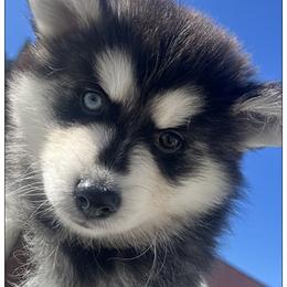 Thorn - Black and white male Pomsky puppy in Norfolk, Virginia from 'Brick'House Couture Pomskies