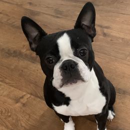 Kimber - Boston Terrier