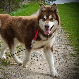 Penelope - Alaskan Malamute