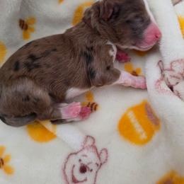 Salsa - Blue merle female Aussiedoodle puppy in Lithia, Florida from Waterford Doodle Farm