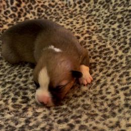 Sable Male - Sable male Pembroke Welsh Corgi puppy in Weatherford, Texas from Flyin H Corgi’s