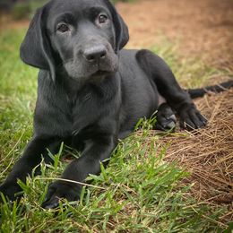 Labrador Retriever Puppies from Southern Oak Kennel - East