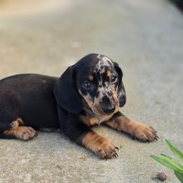 Buddy - Dapple male Dachshund puppy in Elma, Iowa from Iowa Dachshunds