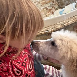Pembroke Welsh Corgi and Poodle Puppies from Blue Diamond Kennel