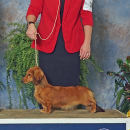 Shiloh - Dachshund