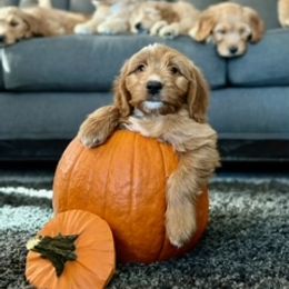 Goldendoodle Puppies from Celestial Doodles