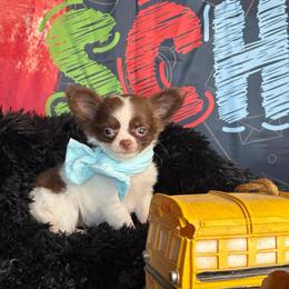 Bell - Chocolate and white female Chihuahua puppy in Gloucester, Virginia from Charlotte's Web of Chihuahuas