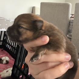 Chocolate - Chocolate parti male Pomeranian puppy in Cheektowaga, New York from Luxe Legacy Pomeranians