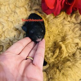 Red - Black female Poodle puppy in Leoma, Tennessee from Southbound Kennel