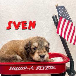 Sven (Brown) - male Golden Mountain Doodle puppy in Boiling Springs, South Carolina from OlliePups, LLC