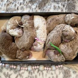 Shiloh - Red  female Goldendoodle puppy in Knoxville, Tennessee from Graystone Doodles