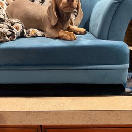 Stone - Fawn (isabella) and tan male Dachshund puppy in Hudson, Michigan from Mittentail Kennel Miniature Dachshunds & Australian Shepherds