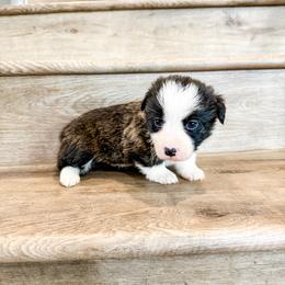Waylon - Brindle and white male American Corgi puppy in Pahrump, Nevada from Desert Sunset Corgis