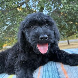 Xinia - Black female Goldendoodle puppy in Oklahoma City, Oklahoma from Foneb Farm - The F1B Farm
